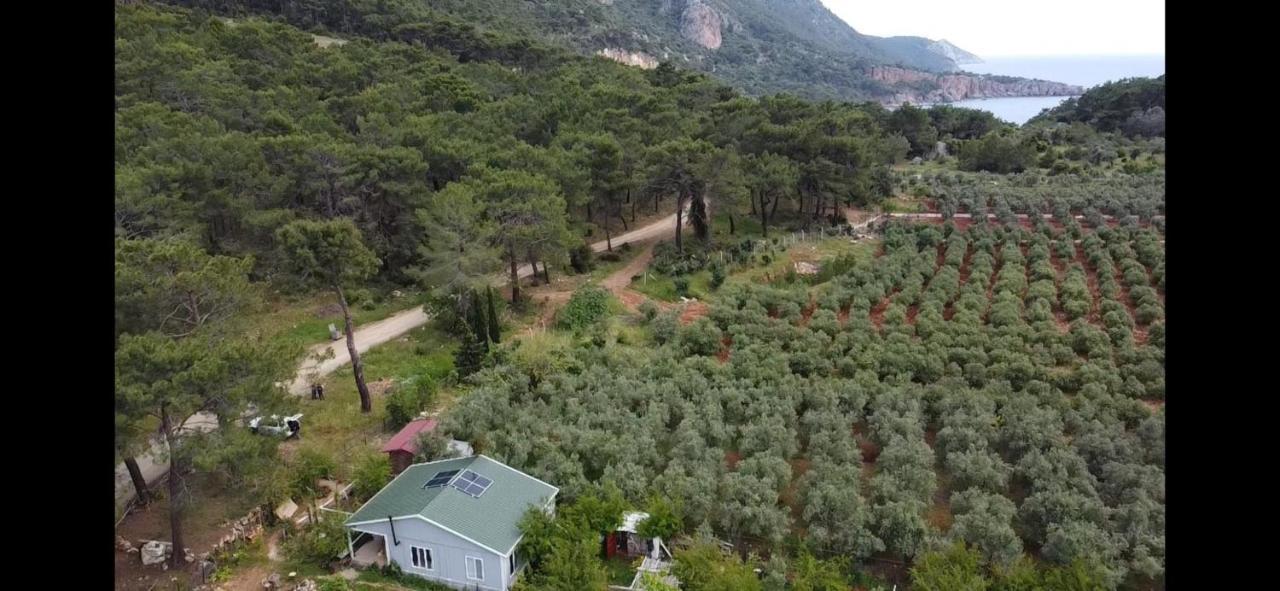 Gelidonia Fenerium Holiday Home Antalya Bagian luar foto